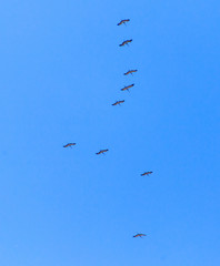 A flock of migratory birds against a blue sky