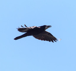 Fototapeta premium raven in flight in the blue sky