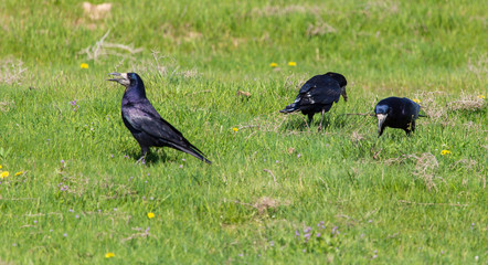 Crow in the field with green grass