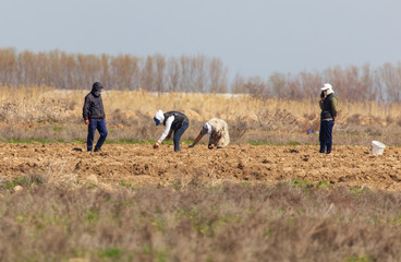 People work in the field in the spring