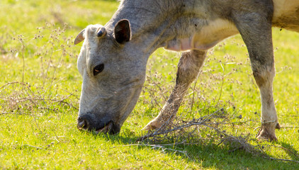 Fototapeta premium Cow grazing in the hills in the spring