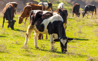 Herd of cows grazing in the hills in the spring
