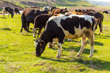 Herd of cows grazing in the hills in the spring