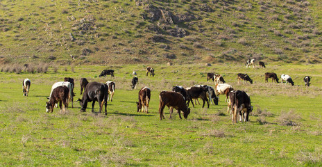 Herd of cows grazing in the hills in the spring
