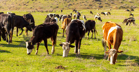 Herd of cows grazing in the hills in the spring