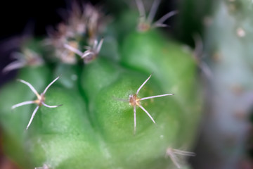 Close up photograph of a cactus on a white background.