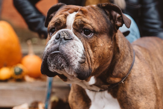 A woman in her twenties walking her english bulldog on an autumn day