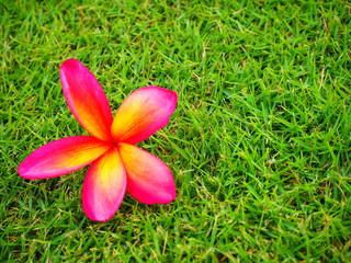 Plumeria on the grass 