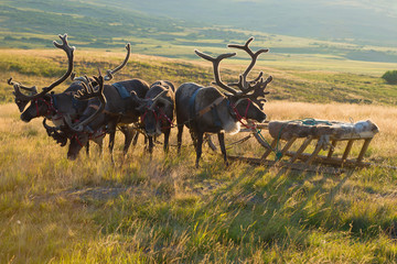 Deer harness with sledges close up on a sunny summer evening. Yamal, Russia
