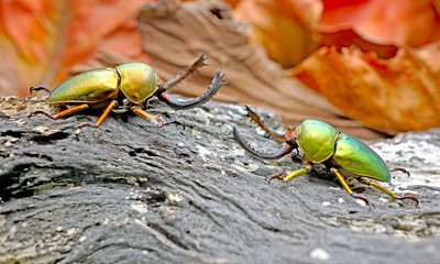 Beetles/Insect : Lamprima adolphinae or Sawtooth beetle is a species of stag beetle in Lucanidae family found on New Guinea and Papua. Widely in coloration; green, gold, brown, and blue metallic color