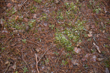Pine cones, needles, branches and moss are covered with the first snow that fell. Nature is hibernating. View from above