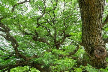 Fototapeta premium The giant Jamjuree tree with many branches for backgrounds texture