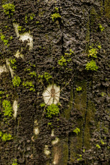 Moss on Tree at garden
