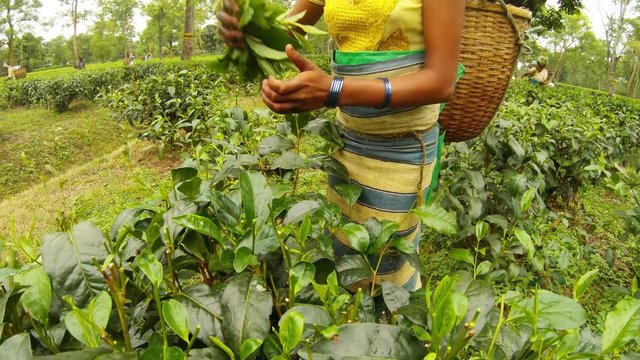 Girl's hands collect leaves puts its in bastket far many tea pickers plantation