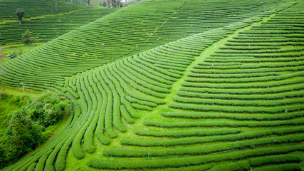 Fototapeta premium agricultural area green tea on mountain chiang rai Thailand
