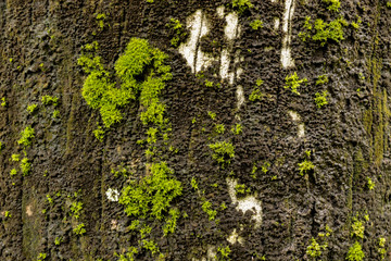 Obraz premium Moss on Tree at garden