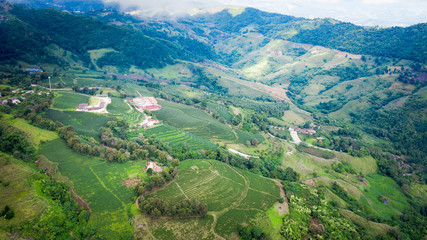 Fototapeta na wymiar agricultural area green tea on mountain chiang rai Thailand