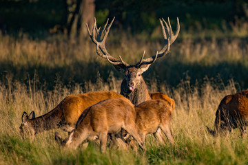 Red Deer Stags (Cervus elaphus)
