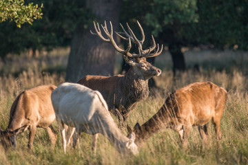 Red Deer Stags (Cervus elaphus)