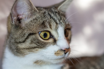 chat