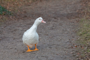 canard