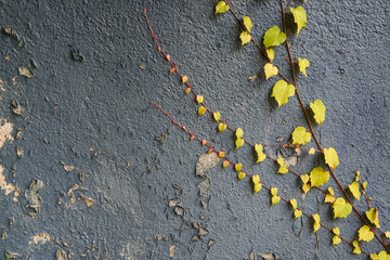 Red and green and leaves texture background. Autumn leaves on blue wall.