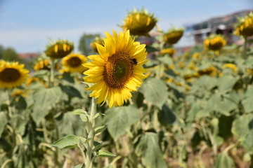 Sonnenblumen