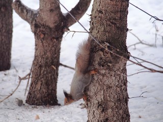 Squirrel in search of food jumps through the trees and snow.