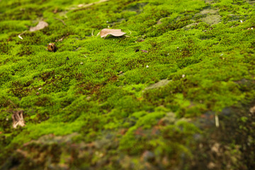 Moss in garden