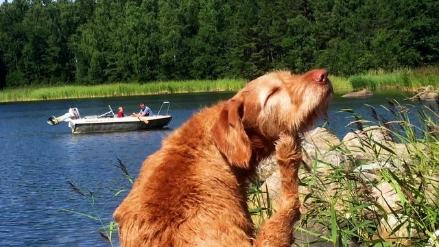 purebred viszla dog scratching with pawn, summertime, wating patiently on the jetty
