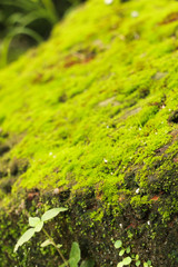 Moss in garden