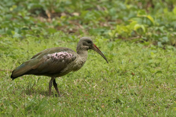Obraz na płótnie Canvas The hadada or hadeda ibis (Bostrychia hagedash) is standing in the green grass and looking for some food