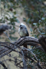 The speckled mousebird (Colius striatus) is sitting on the branch in the morning