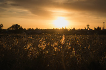 golden hour in the field, dry grass against the sunset sky  