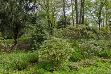 Obraz premium Bushes and trees in park