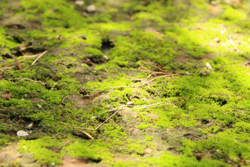 Moss in garden