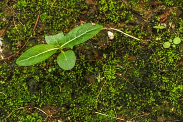 Moss in garden