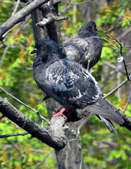 pigeons on branch