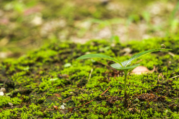 Moss in garden