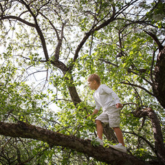 Naklejka na ściany i meble Kid boy climbed a tree on a sunny spring day. A child on an apple tree in the park. Children's outdoor activities.