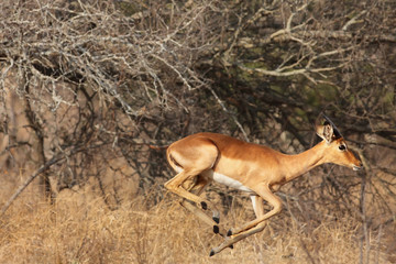 The female impala (Aepyceros melampus) is running fast in bushes from danger