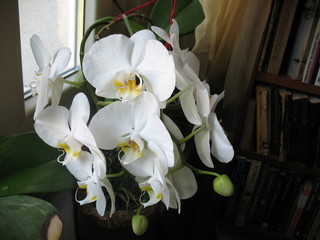 Storczyk Falenopsis (Ćmówka) - Orchidea Phalaenopsis  - obrazy, fototapety, plakaty