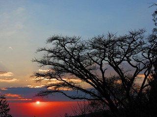 Sunset in Africa with the silhouette of a thorn tree