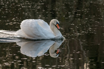 cygne