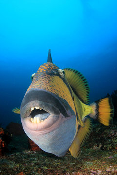 Titan Triggerfish  