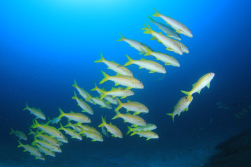 Fish school on coral reef 