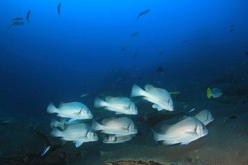 Fototapeta na wymiar Fish school on coral reef 