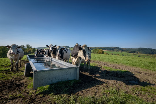 Cows near water tank in the green hilly fields of the Ardennes Belgium