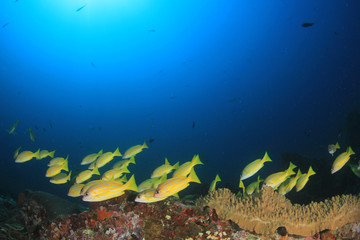 Underwater coral reef in Thailand 
