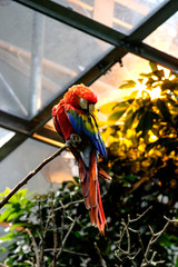 Gorgeous Parrot at Zoo